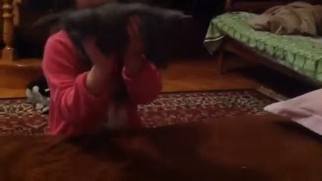 Британский котёнок