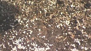 Уход за сиренью   уДачные советы