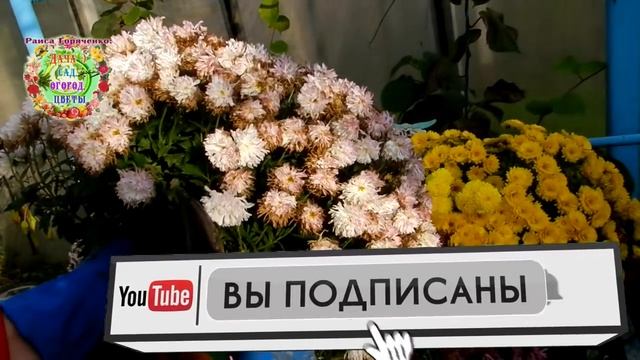 Способы сохранения хризантемы мультифлоры зимой. В чем, как и где сохранить шаровидные хризантемы?