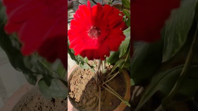 beautiful gerbera flower❤️ in my garden