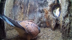 Kestrels Unite to Win War Against Jackdaws | Apollo & Athena | Robert E Fuller