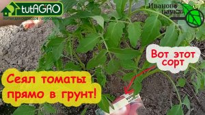 Сеял томаты прямо в грунт в марте в теплицу. И вот посмотрите, что получилось! Мне понравилось!
