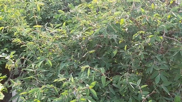 Красивый природный камень для дорожек. Огородные новости смотреть онлайн