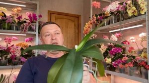 ЧЕСНОЧНАЯ ВОДА для орхидей и КОМПЛЕКСНОЕ УДОБРЕНИЕ через 3 года