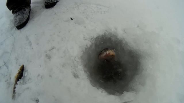 Ловля ЕРША-НОСАРЯ на ДОНКИ(кресты)!Река ДОН! смотреть онлайн