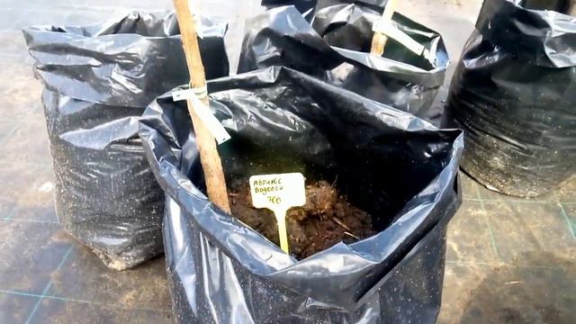 ПИТОМНИК САДОВЫХ РАСТЕНИЙ NURSERY OF GARDEN PLANTS смотреть онлайн