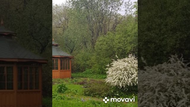 Спирея серая Грефшейм. Spiraea Grefsheim in May and June garden