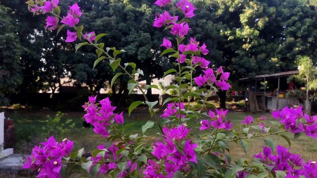 Purple Bougainvillea, Deep Purple Color Bougainvillea, ID - STAR PURPLE, 👌👌👌💕💕💕😃😃🥰🥰👍👍👍💖💖💖 Blue colo смотреть онлайн