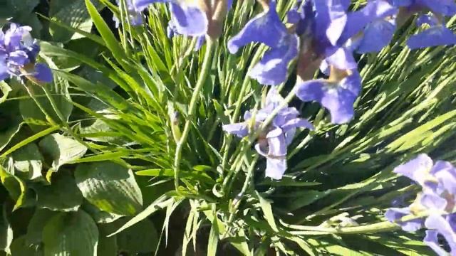 #garden #iris #ирис /Сибирские ирисы. Синие бабочки с картин Ван Гога ( лат. Iris sibirica ) смотреть онлайн