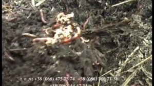 Калифорнийский Червь Супер Эфект Разведение и Продажа Vermicomposting 1000000 $$$ on worms