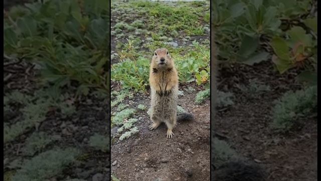 Камчатка, Авачинский вулкан, еврашка