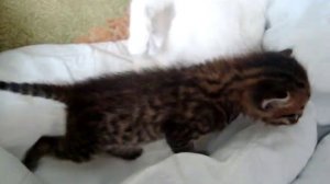 Котенок 2 недели