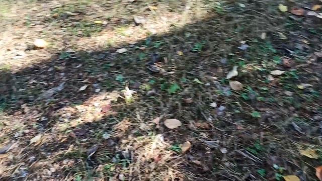 Грибы зонт белый лес октябрь 2022(4) смотреть онлайн