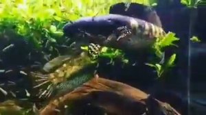 Змееголовы с мальками в аквариуме