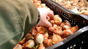 ДЕРЕВЕНСКИЙ БИЗНЕС НА ЦВЕТАХ || ПРИШЛИ ТЮЛЬПАНЫ #14