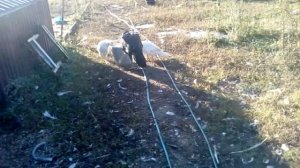 Волжская белая цесарка и индейка-наседка, принявшая её «в дети»