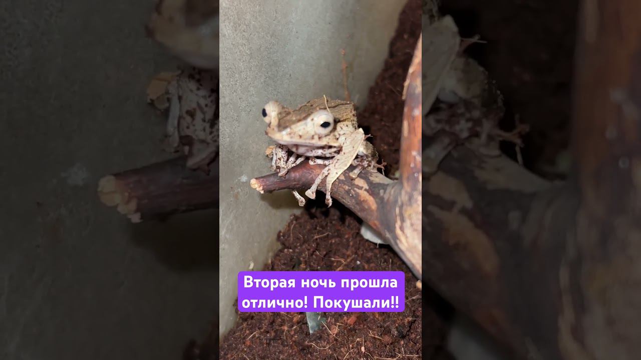 Веслоног #москва #экзотика #zoolife #zooanimals #shortvideo #reptile #zoo #лягушка #зверьёмоё