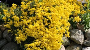 Многолетники. Алиссум (бурачок) скальный