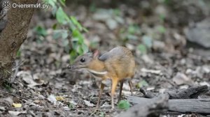 Как выглядит мышиный олень