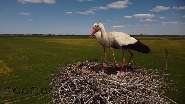 Как аисты всех обманули? смотреть онлайн