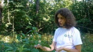 Цветоголовник западный I Cephalanthus occidentalis