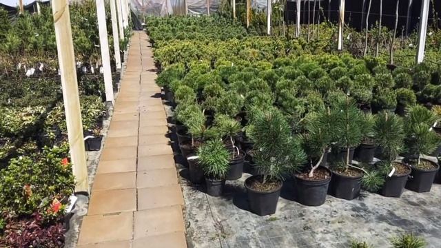 ?️Работа в питомнике клумба своими руками #декоративныерастения #питомникрастений #сад