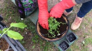 Сажаем лобелию в кашпо