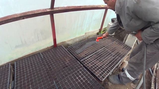 Первые всходы томатов! [Полив рассады в теплице] сорт Асвон f1 смотреть онлайн