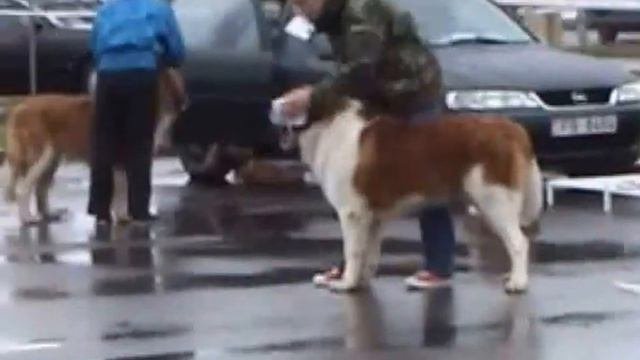 Выставка -  Золотой Сенбернар Латвии