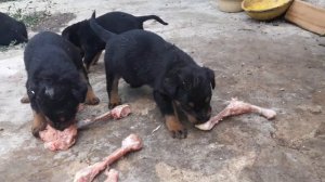 Rottweiler / Ротвейлер