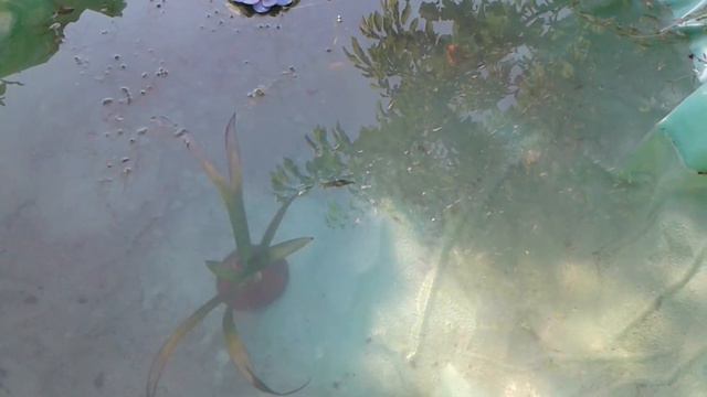 Hello! Кино для Мамы. 27 июня 2020. Как правильно обрывать отцветшие цветки петунии. смотреть онлайн