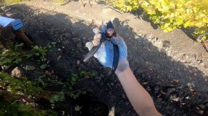Работа на виноградниках в Крыму (Crimea, picking graips GO PRO 6) Сбор винограда, Массандра 2020