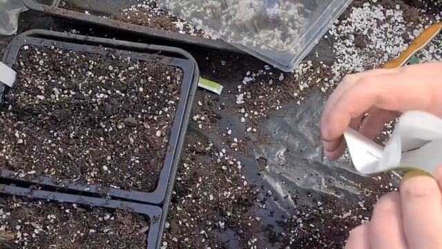 How to grow ice plant/delosperma from seed part 1 смотреть онлайн