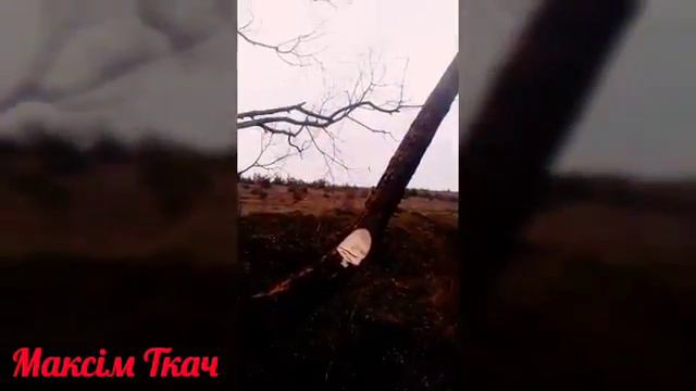 Вот как нада рубить дерева смотреть онлайн