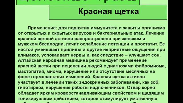 Красная щетка фото. Красная щетка применение отзывы. Красная щетка этикетка. Красная щётка корни травы алтая. Красная щетка применение отзывы.