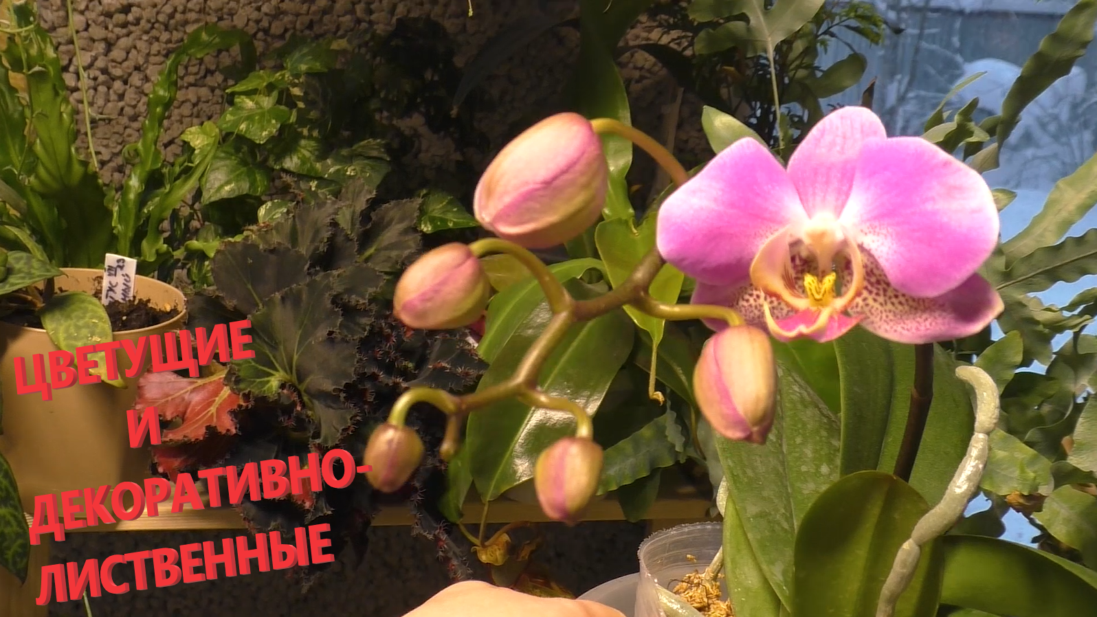 Чай за копейки ради смеха, а оказался Гиппеаструм даст три волны! Хойя после сушки обильно зацвела Р