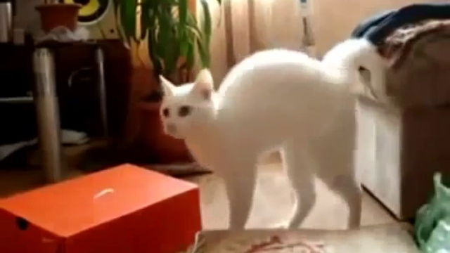 Забавный котик смотреть онлайн