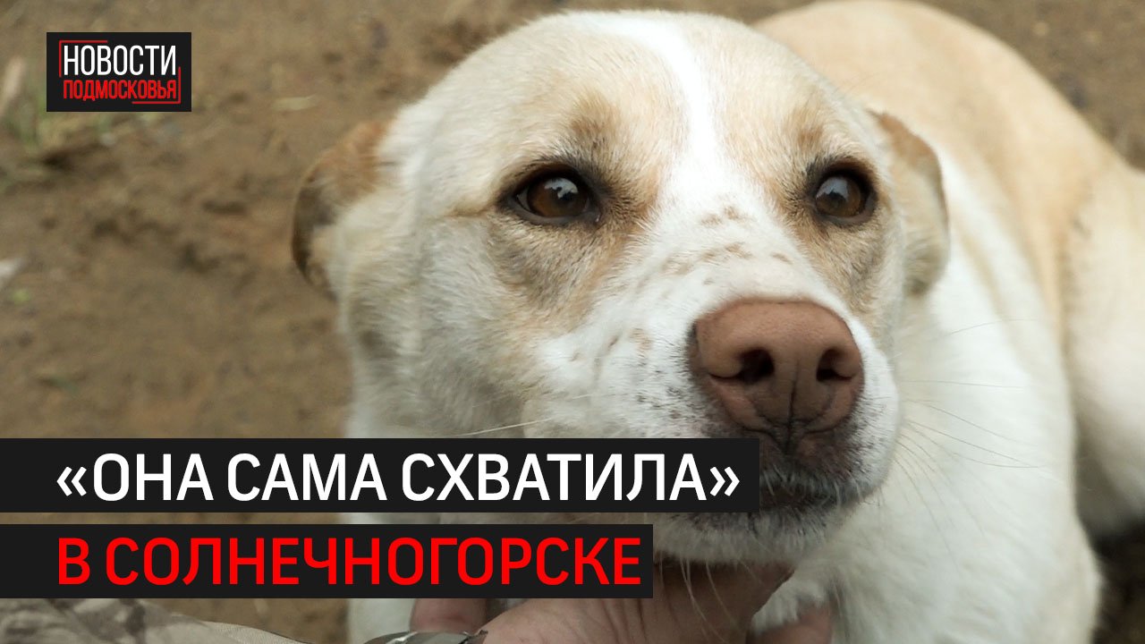 Мужчина зарезал соседскую собаку 
и остался без наказания