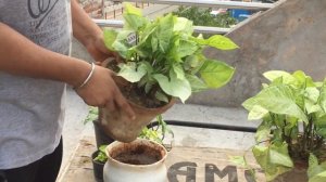 syngonium plant care | syngonium plant ki cutting kaise lagaye | syngonium plant benefits