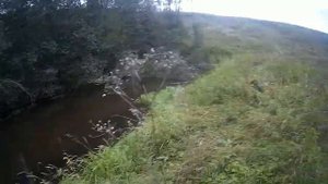 Охота с русским охотничьим спаниелем на утку/Осень 2019