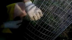 Картофель на вертикальных грядках