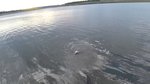 Ловля карпа и амура на бойлы. Крутая Балка 2018 смотреть онлайн