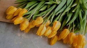 Можно ли дарить желтые цветы. Народные приметы.