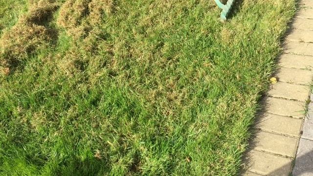 Делаю скарификацию газона. Выясняю чем лучше сделать скарификацию. Делюсь опытом.