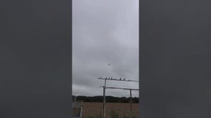 голуби ленаканские бойные Армянские голуби 24 сентября 2022 г.89085622004