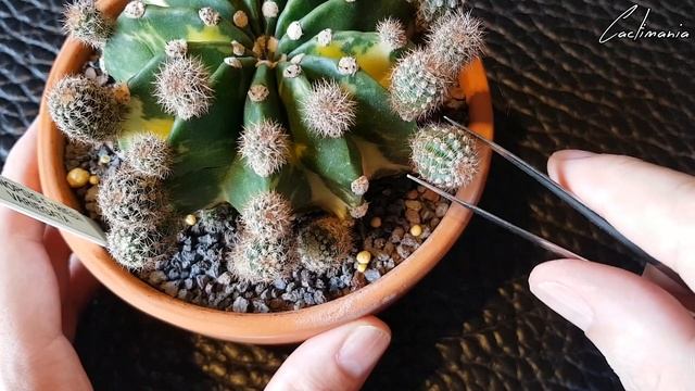 De-pupping my Variegated Echinopsis Eyriesii/Oxygona смотреть онлайн
