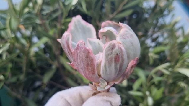 Echeveria Berkeley Light смотреть онлайн