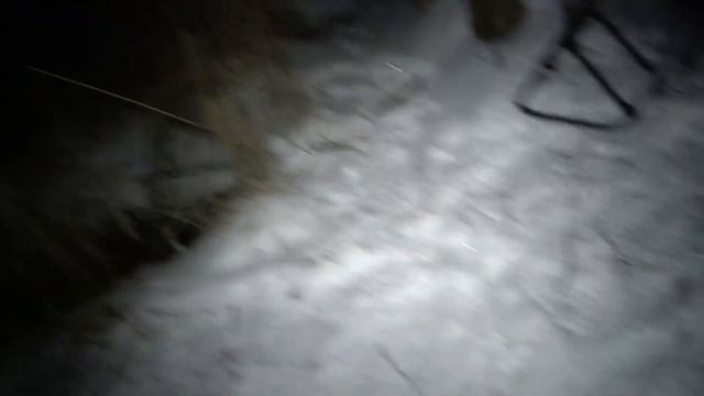 Неделя охоты на бобров. На озере, вкусный бобрик необычного светло русого окраса. смотреть онлайн