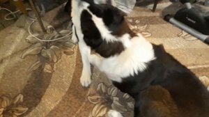 Алабаи/ Волкодавы. И опять  играют дома.