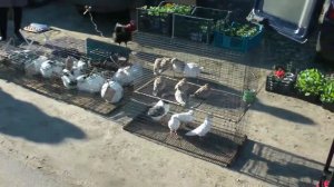 Выставка-ярмарка голубей, в пгт Ольховатка Воронежская область, 10.04.2021г.